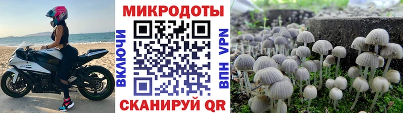 где можно купить наркотик  Бердск  Галлюциногенные грибы Cubensis 